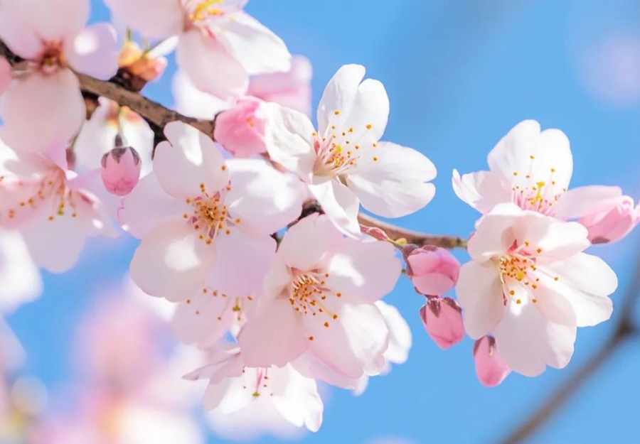 三月三上巳节 | 文化传承与九州ku酷游数码印刷的创新融合